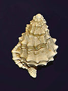 Fossil shell of Charonia appenninica from Pliocene of Italy