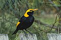 Regent bowrebird