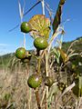 Rhoicissus tridentata, bosmansdruiven