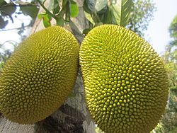 Jackfruit from Dharmadam