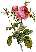 Miniatura para Rosa × centifolia