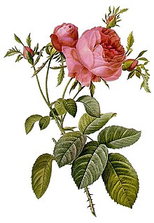 Rosa centifolia foliacea 17.jpg