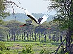 Sadelnäbbstork - Ephippiorhynchus senegalensis