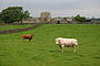 Scargill Castle Farm - geograph.org.uk - 75574.jpg