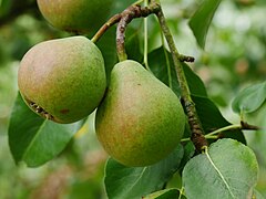 Früchte im Baum