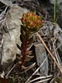 Sedum lanceolatum