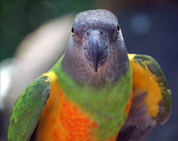 English: Senegal Parrot (Poicephalus senegalus...