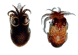 Sepiola rondeletii