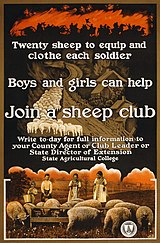 Sheep husbandry