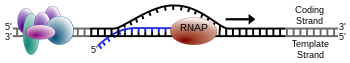 A simplified diagram of transcription. RNA polymerase (RNAP) synthesizes an RNA transcript (blue) in the 5'-to-3' direction, using one of the DNA strands as a template, while a complex of multiple transcription factors binds to a promoter upstream of the gene. Simple transcription elongation1.svg