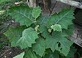 Feuillage de Solanum sessiliflorum au Costa Rica