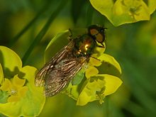 Stratiomyidae - Chloromyia formosa-2.JPG