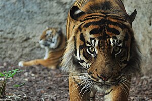 English: Sumatran Tiger