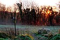 Early morning sun rising through woods on south side of Telegraph Hill