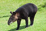 Miniatura para Tapirus pinchaque