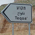 Miniatura para Tekoa (Gush Etzion)