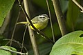 Three-banded warbler