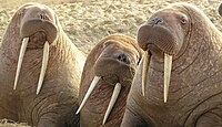 Walrussen mei har opfallende slachtosken