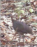 Great Tinamou