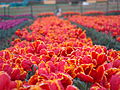 Сад тюльпанов в Кашмире.jpg
