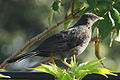 Turdus Fuscater, Weibchen