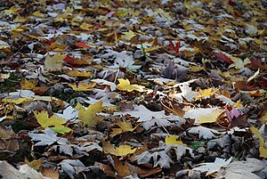 English: Fallen Autumn Leaves at an Arboretum ...