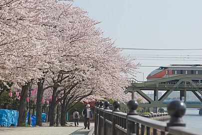 片中Jimmy賞櫻的隅田公園。