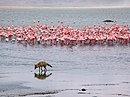 Uno sciacallo tra dei fenicotteri rosa.