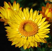 Xerochrysum bicolor.