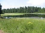 Skogstjärn på Pohorje.