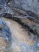 Darwin Creek and surrounding riparian greenery create an oasis, defying their location in Death Valley NP.