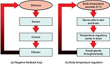 Feedback loops in the human body 105 Negative Feedback Loops.jpg