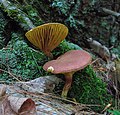 Phylloporus leucomycelinus