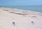 Miniatura per Larus cachinnans