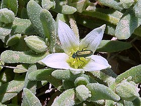 Aizoanthemum hispanicum