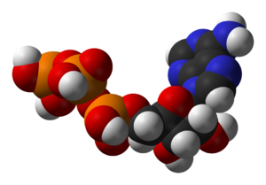 Structure of the coenzyme adenosine triphospha...