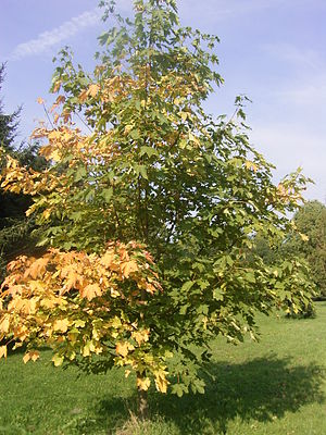 Acer heldreichii