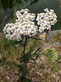 Parastais pelašķis (Achillea millefolium)