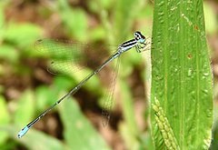 ♂ Aciagrion occidentale