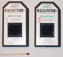 DNA microarray used to detect gene expression in human (left) and mouse (right) samples Affymetrix-microarray.jpg