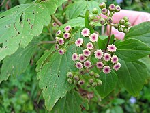 Ageratina adenophora (Buds).jpg