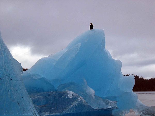 Eagle on a glacier