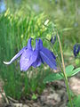 Aquilegia vulgaris