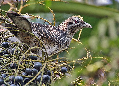 Ino manĝanta en Ĉina Ventumilpalmo (Livistona chinensis) en Kolkato, Okcidenta Bengalo, Barato.