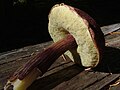 Miniatura para Boletus mirabilis