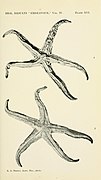 Pseudophidiaster rhysus