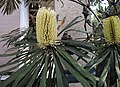 Banksia aquilonia