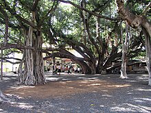 enormous tree