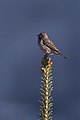 Beautiful rosefinch