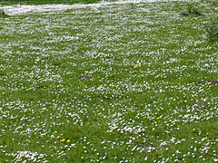 Bellis perennis in a meadow.